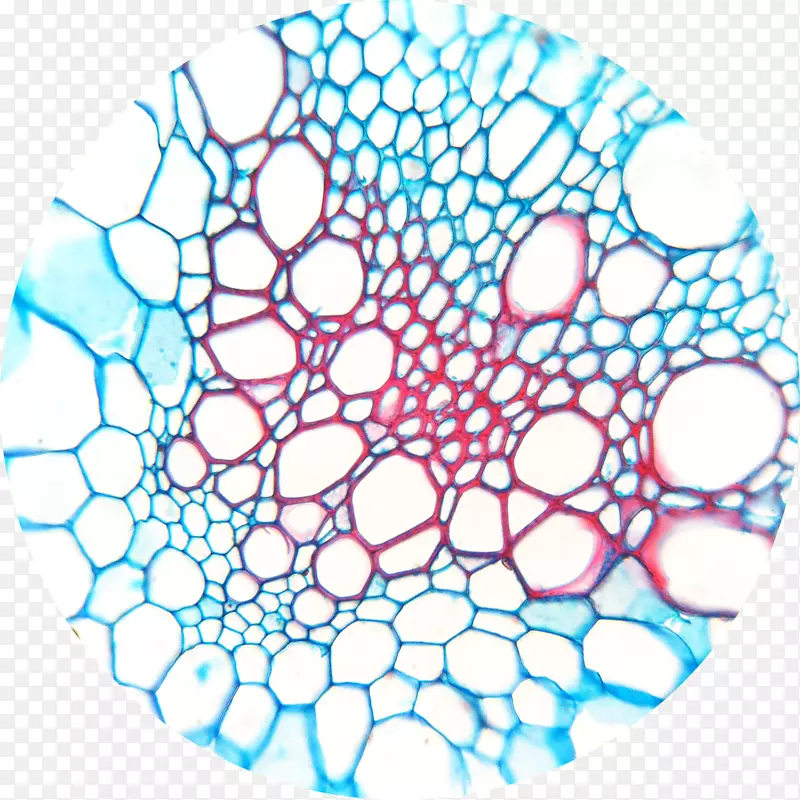 木质部韧皮部显微镜切片植物细胞显微镜