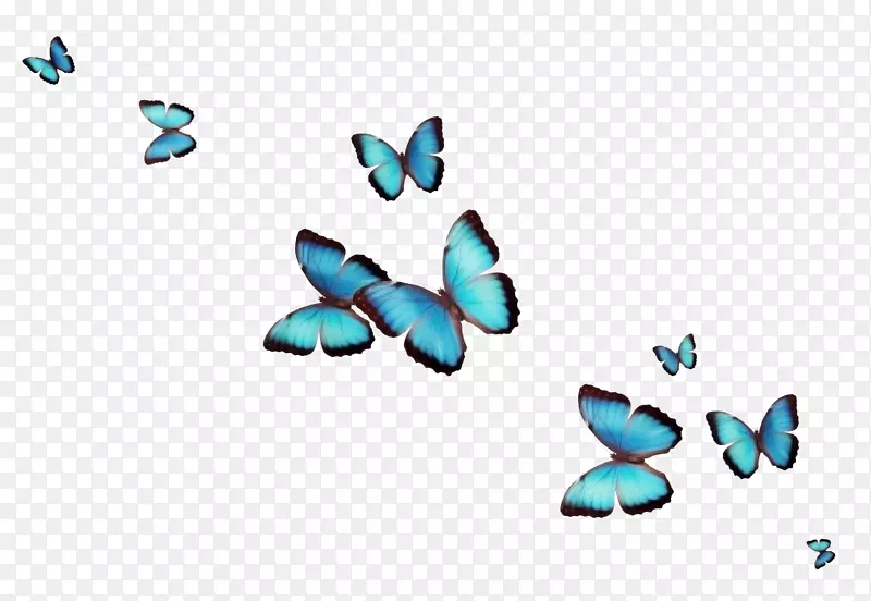 蝴蝶桌面壁纸插花艺术-蝴蝶