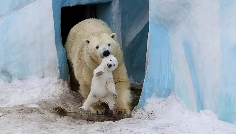 北极熊野生动物及其幼崽养育野生动物-北极熊