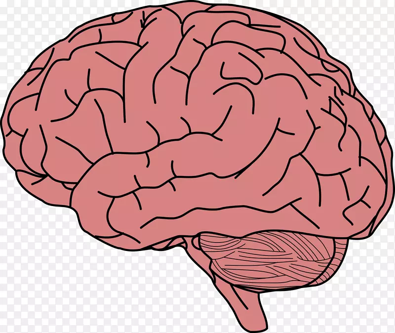 人脑记忆剪辑艺术-大脑