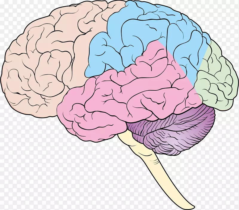 人脑神经系统前脑大脑-大脑
