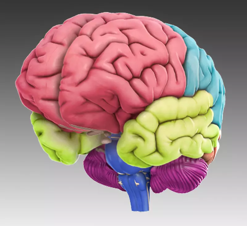 多兰dna学习中心大脑主动性大脑应用人脑