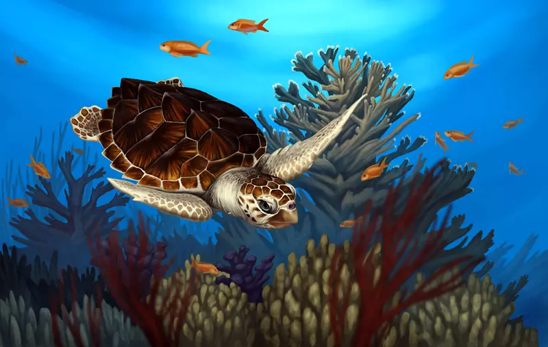 甲鱼海龟爬行动物珊瑚礁海龟