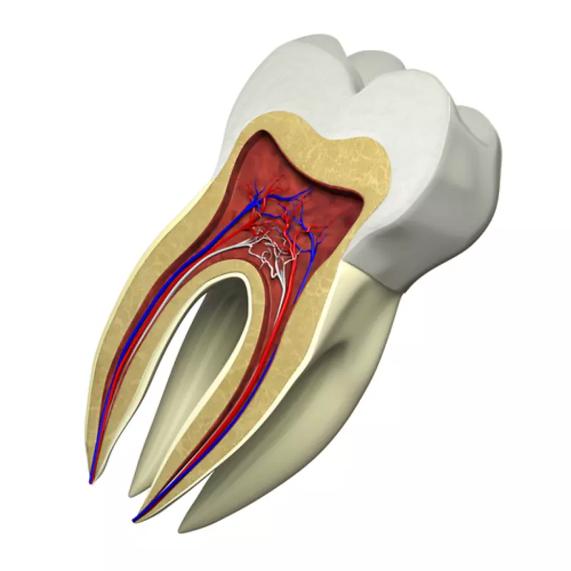 修复性牙科修复牙冠根管-牙齿