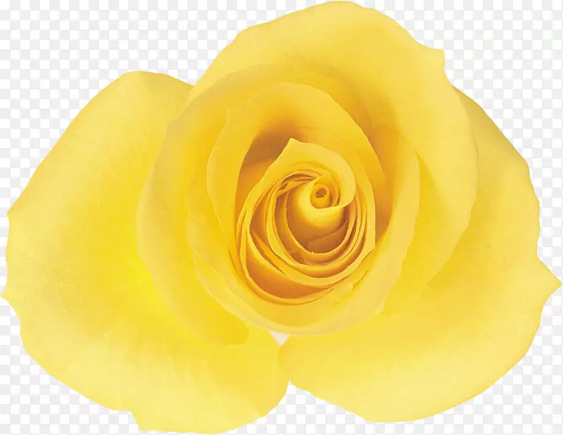 花园玫瑰切花蔷薇科-黄玫瑰
