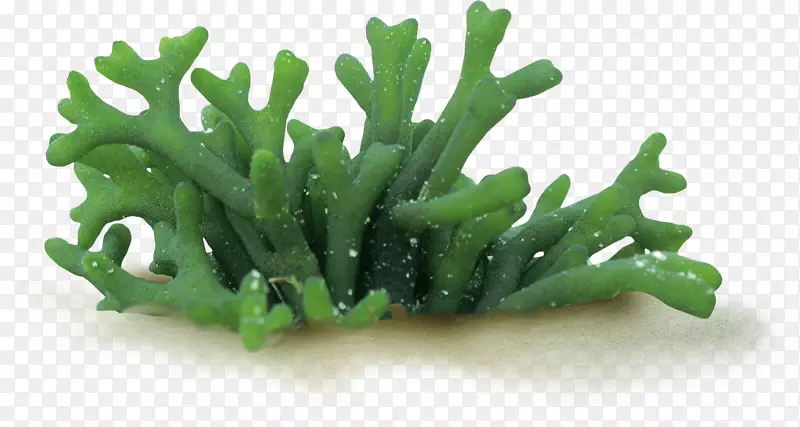脆弱海藻、螺旋藻-珊瑚