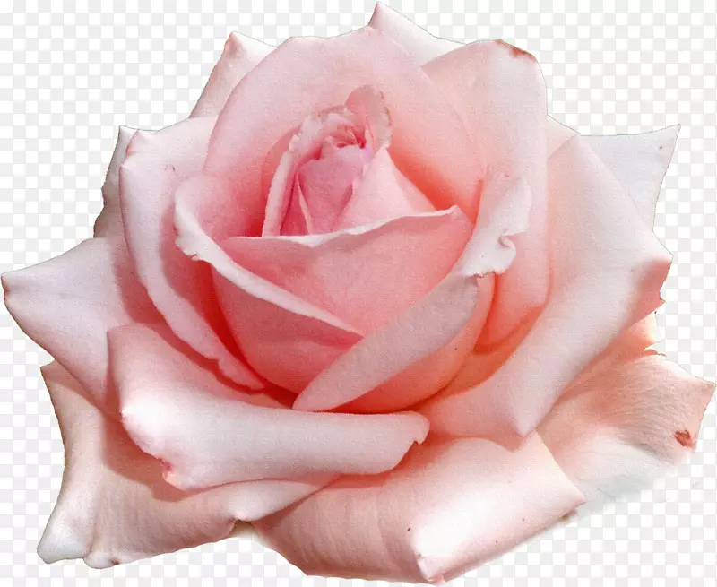 花园玫瑰粉红插花艺术-玫瑰
