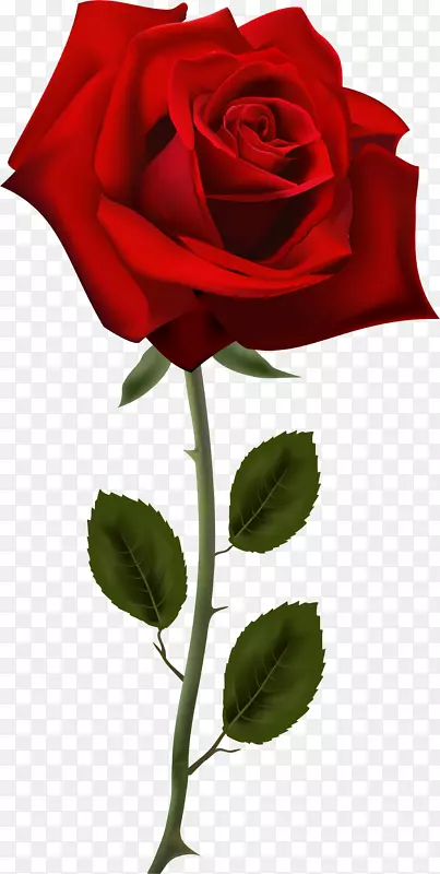 玫瑰桌面壁纸插花艺术-红玫瑰