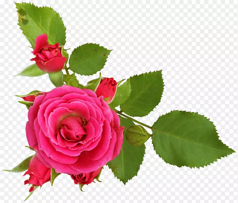 玫瑰花园玫瑰插花艺术-桃花