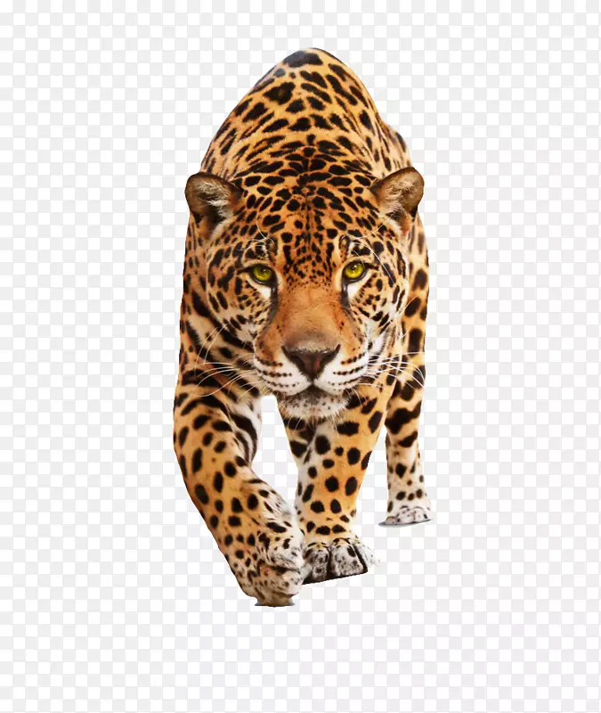 美洲豹、猫科、野猫、黑豹-动物