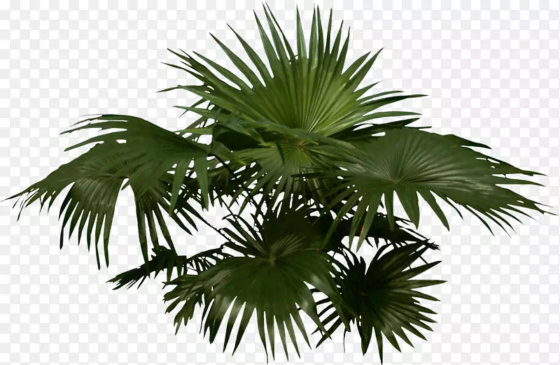 槟榔科木本植物-棕榈