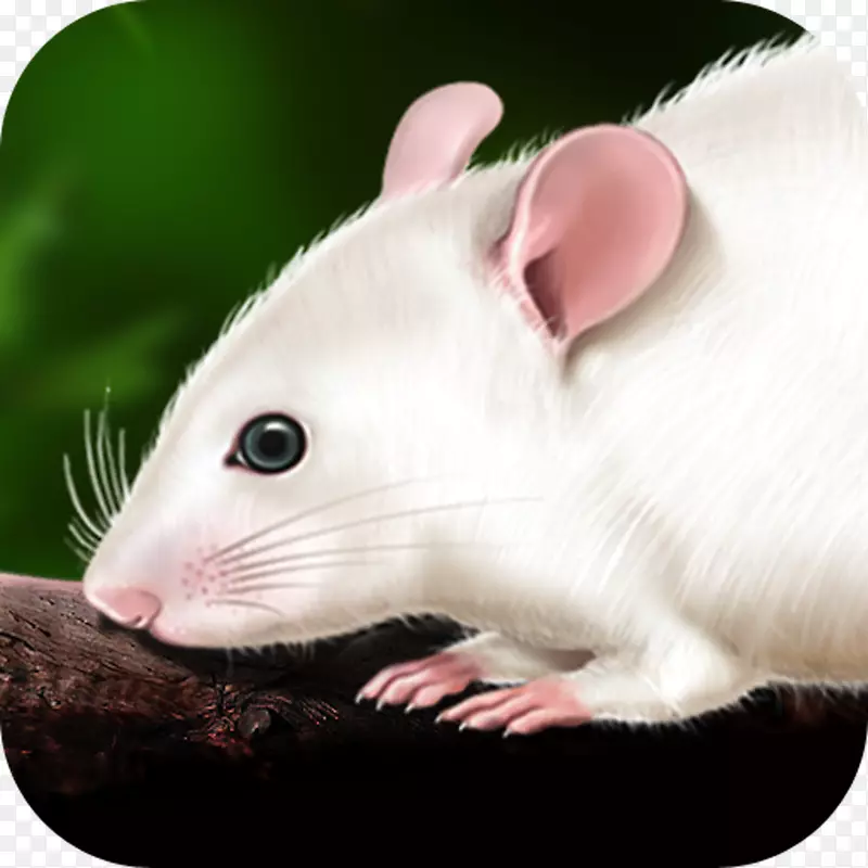 鼠解剖-大鼠与小鼠