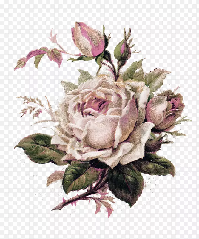 古典玫瑰：为家庭和花园纹身的美丽品种，花卉剪贴画.植物学