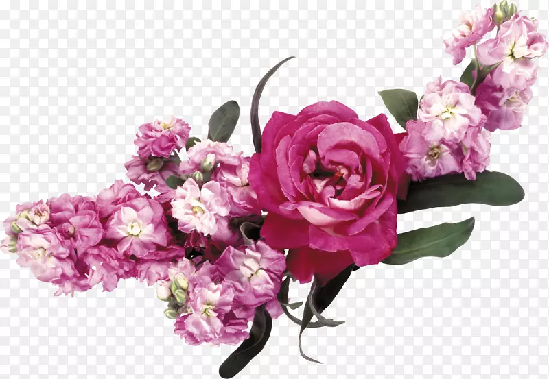 花园玫瑰粉红色花冠