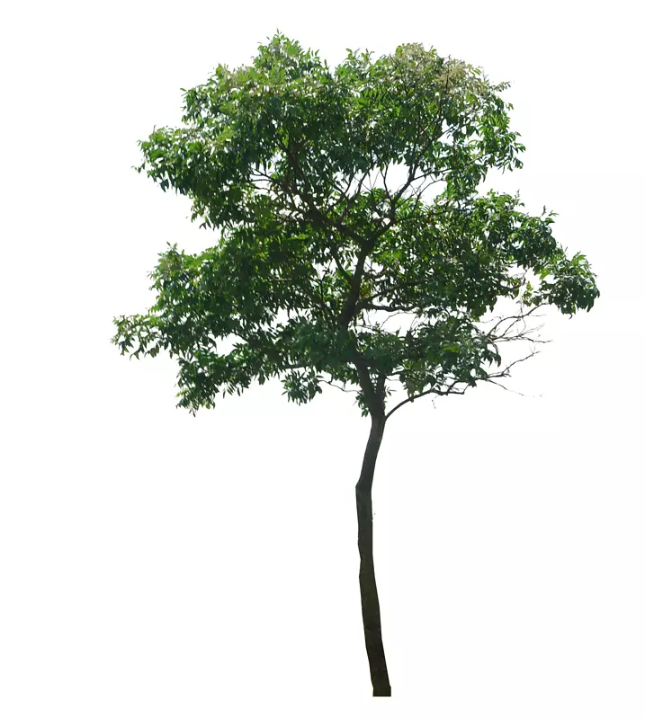 木本植物-树冠图