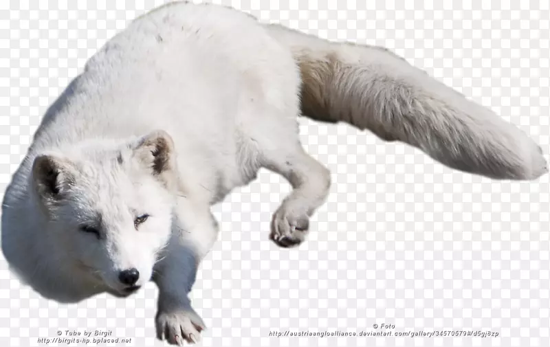 北极狐阿拉斯加冻原狼北极熊北极狐