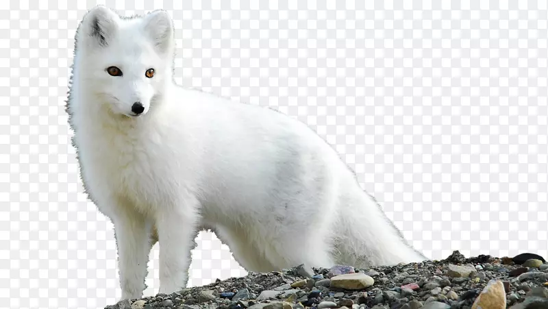 北极狐桌面壁纸冻原-北极狐