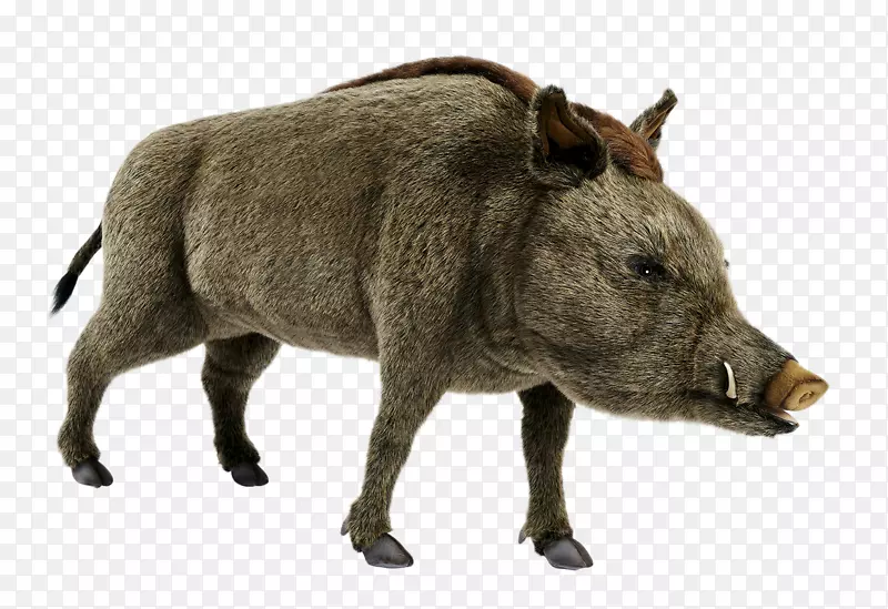 卢瓦野生动物保护非洲灌木象野猪白犀牛-野猪