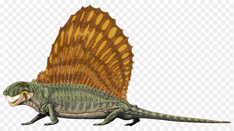 双尾龙爬行动物，骨盆龙，二叠纪恐龙-两栖动物