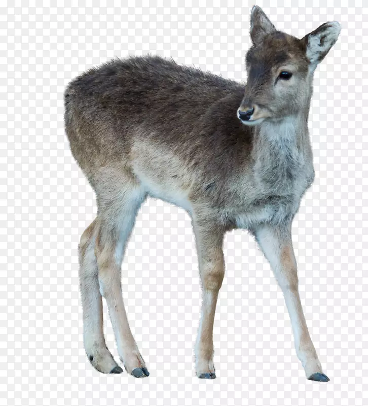 马鹿，白尾鹿，驯鹿，野生动物-鹿