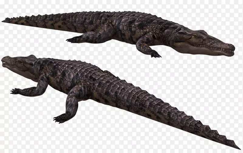 鳄鱼，美洲鳄鱼，尼罗河鳄鱼-鳄鱼
