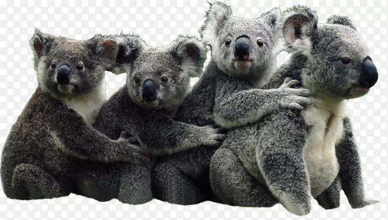 考拉书“澳大利亚熊大熊猫考拉”