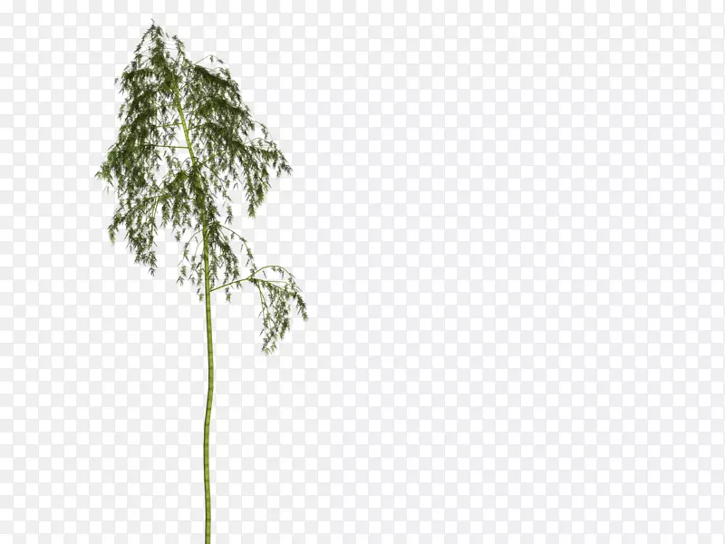 竹材木本植物