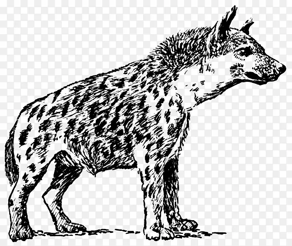 斑纹鬣狗剪贴画-鬣狗