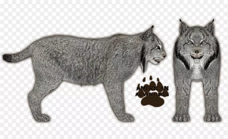 欧亚山猫，加拿大山猫科，山猫-山猫