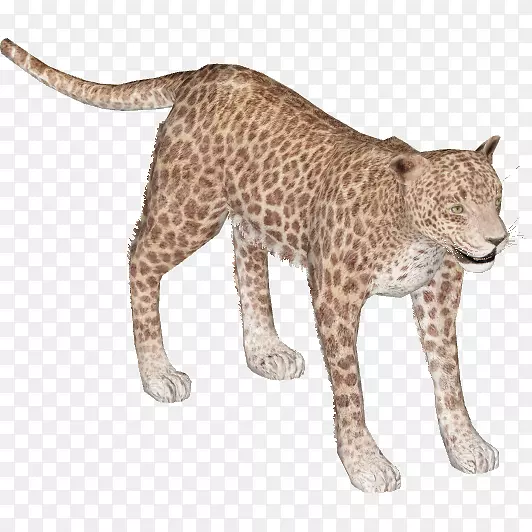 非洲豹猎豹狮子印度豹