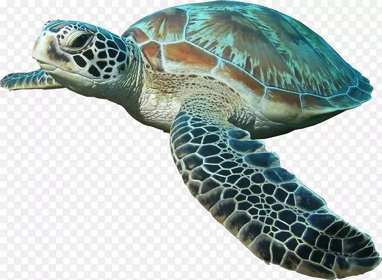 海海龟