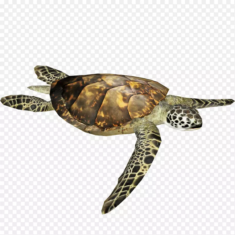 橄榄海龟爬行动物箱龟-海龟