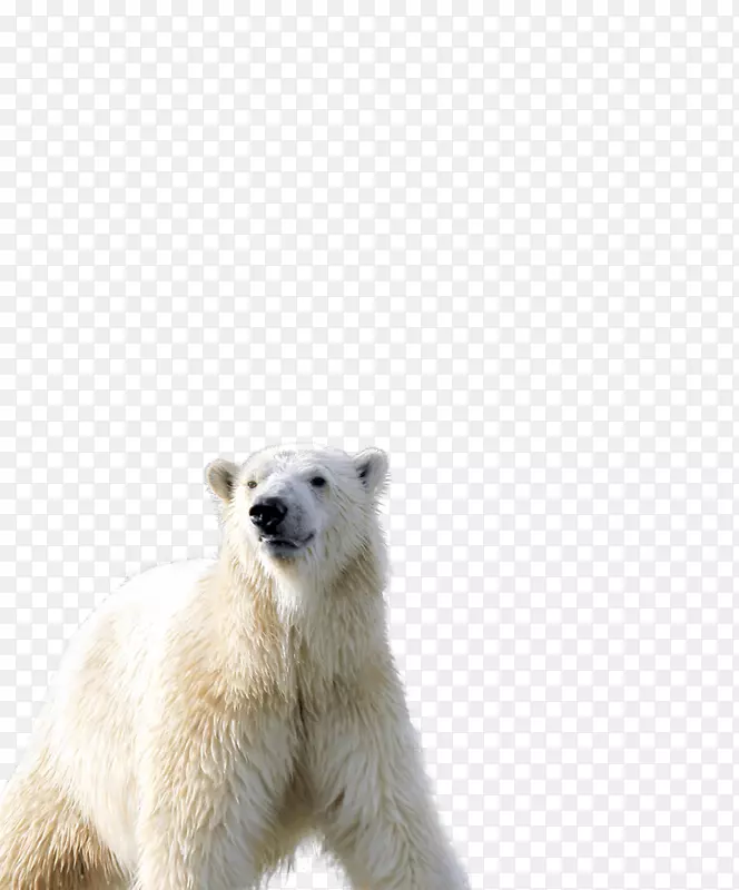 北极熊食肉动物-北极熊