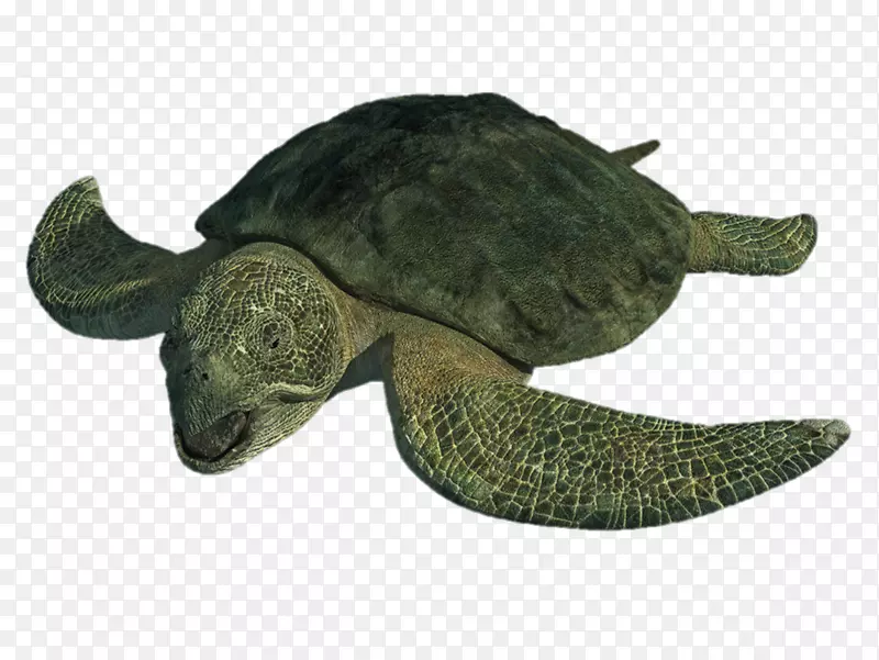 原生质海龟大头龟晚白垩世皮龟