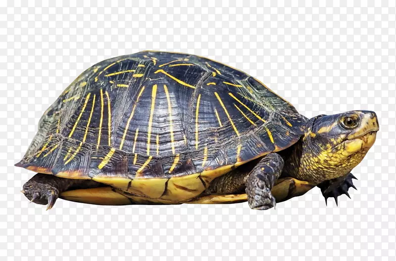 海龟爬行动物鳄鱼-海龟