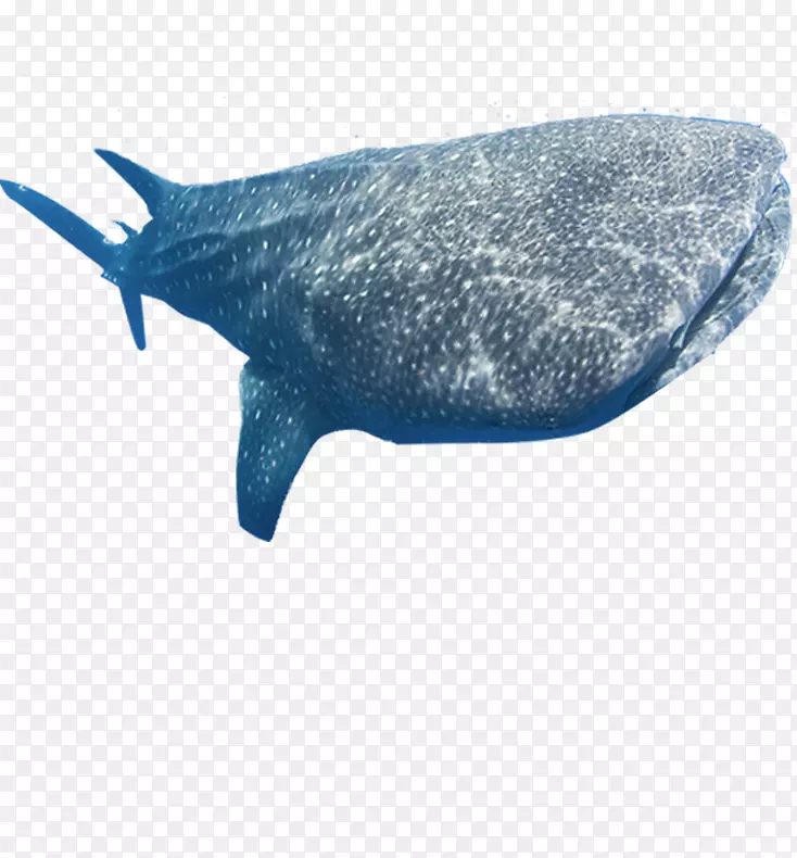 鲸鲨海洋鱼类-鲸鱼