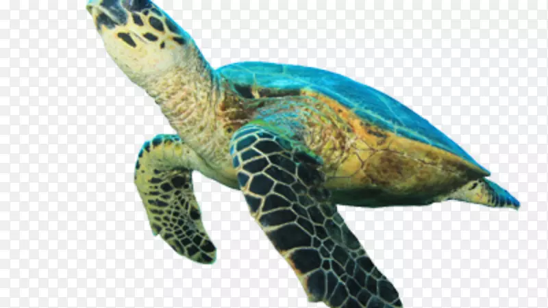 绿海龟-海龟