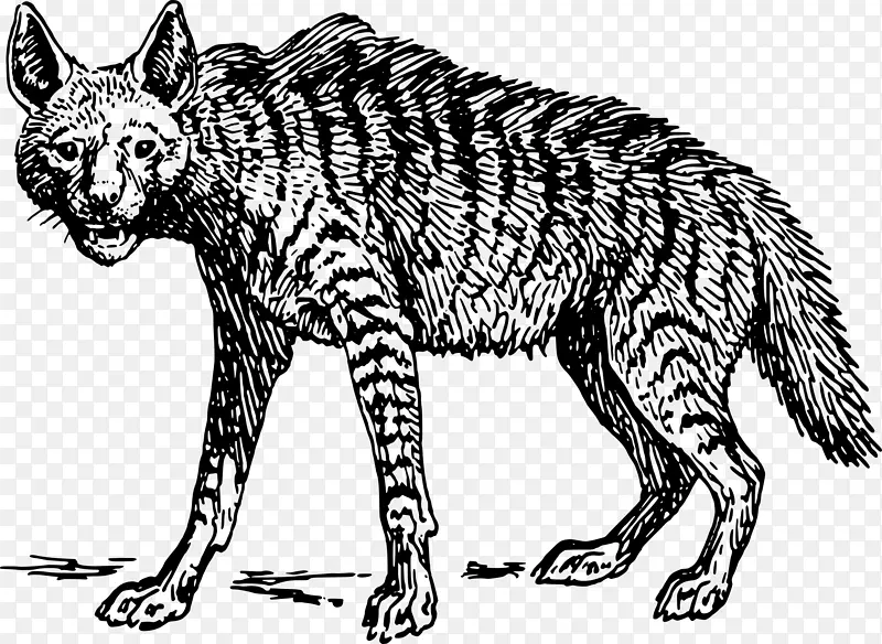 条纹鬣狗斑纹鬣狗夹艺术-鬣狗