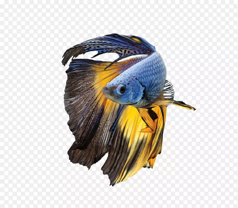 暹罗斗鱼鹦鹉鸟蓝黄金刚鹦鹉贝塔
