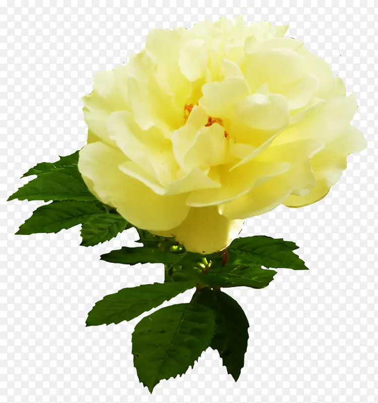 黄花玫瑰黄色切花花园玫瑰-黄色玫瑰
