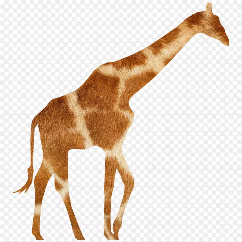 长颈鹿羚羊动物野生动物长颈鹿