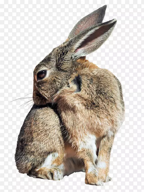 荷兰野兔复活节兔荷兰侏儒兔野兔兔子