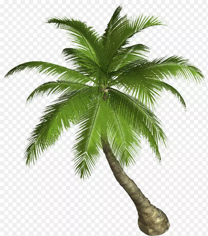 槟榔科树椰子夹艺术-棕榈叶