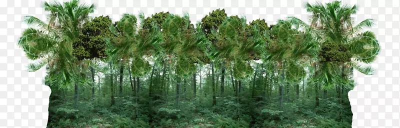 热带森林丛林剪贴画-森林