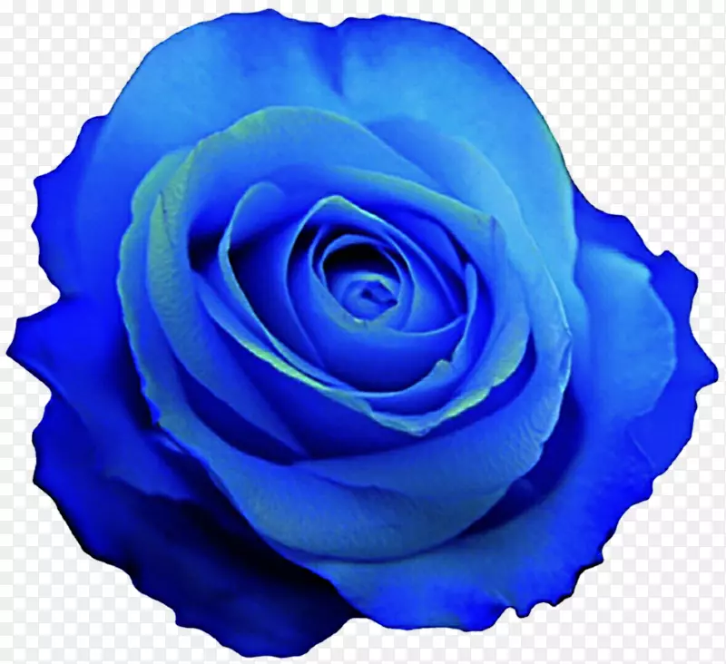 蓝玫瑰桌面壁纸夹艺术-蓝色花