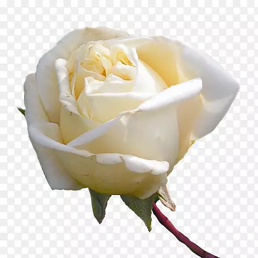 茶蜈蚣玫瑰，花园玫瑰，玫瑰科植物-白玫瑰