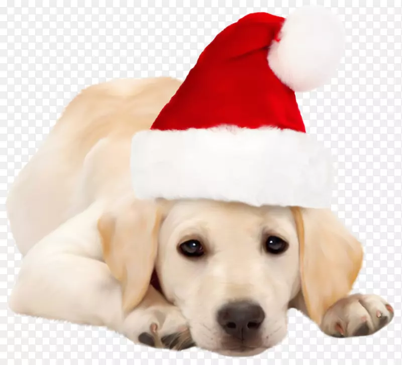 拉布拉多猎犬金毛猎犬圣诞老人小狗圣诞犬