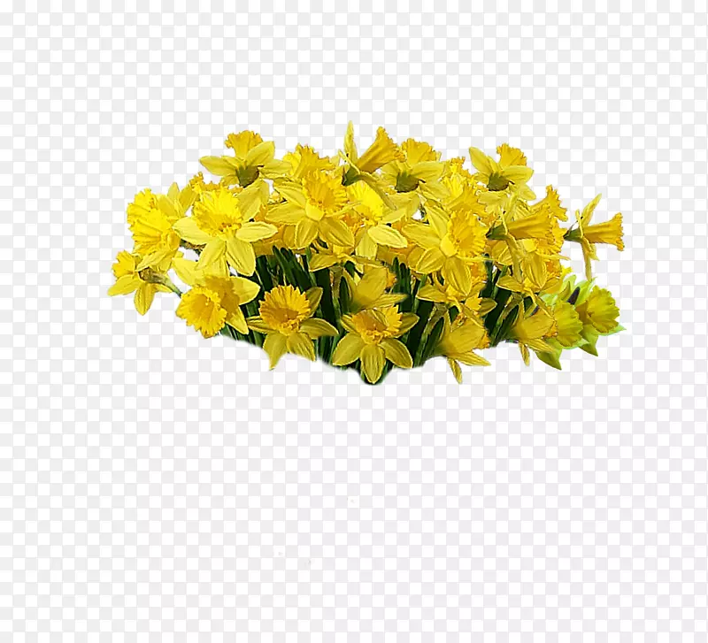 黄色切花植物-黄花
