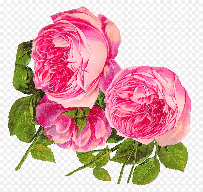 向心叶玫瑰，蔷薇花，粉红色花园玫瑰-粉红色玫瑰
