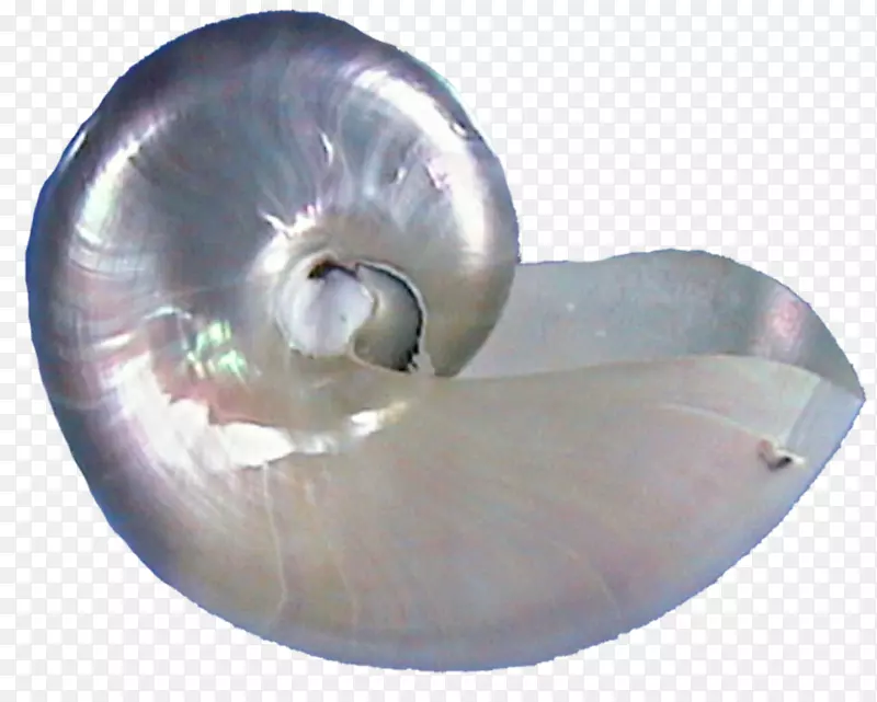 贝壳牡蛎螺
